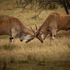antelope in south africa