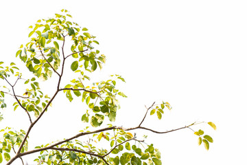 Green leaves on white