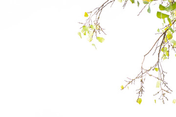 Green leaves on white