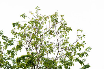 Green leaves on white