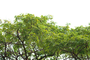 Green leaves on white