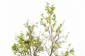 Green leaves on white
