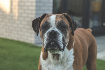 boxer dog