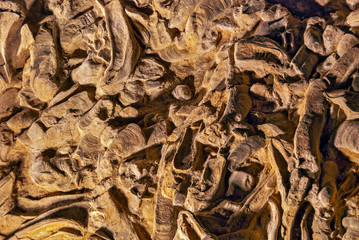 fossilized giant oysters