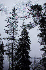 silhouettes of tall trees on the lake shore