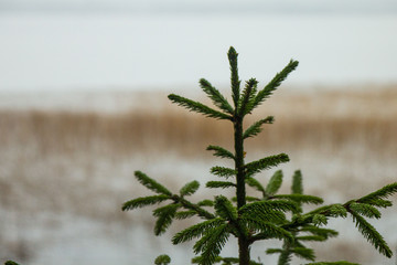 young spruce on the background of a lake overgrown with reeds, background in the bokeh