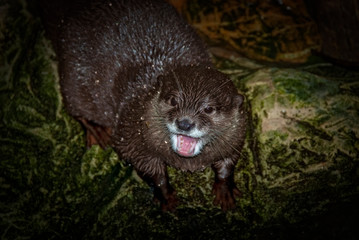small clawed otter