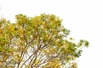 Green leaves on white background