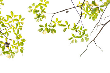 Green leaves on white background