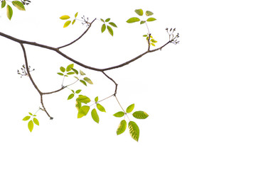 Green leaves on white background