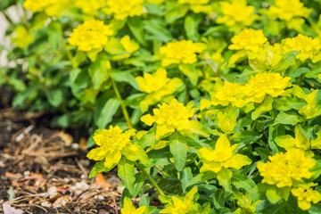 Blooming Euphorbia in the garden. Selective focus.