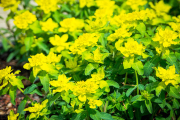 Blooming Euphorbia in the garden. Selective focus.