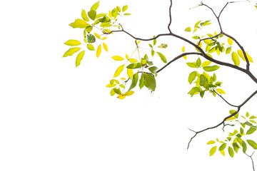 Green leaves on white background