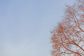 Tree branches against the blue sky. Background, wallpaper.