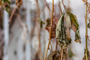 Dry vineyard leaf in the autumn park.