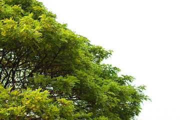 Green leaves on white background