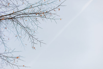 Obraz premium Tree branches against the blue sky. Photophone, wallpaper.