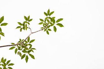 Green leaves on white background