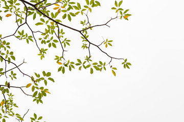 Green leaves on white background