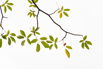 Green leaves on white background