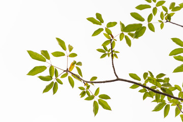 Green leaves on white background