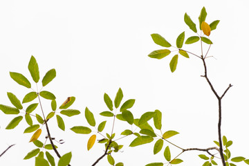 Green leaves on white background