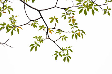 Green leaves on white background