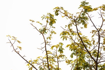 Green leaves on white background