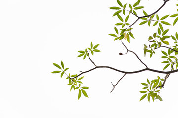 Green leaves on white background