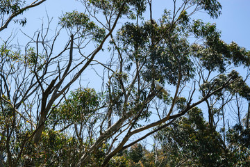Blue Mountains cockatoo