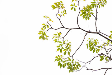 Green leaves on white background