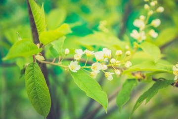 Blooming wild aplle tree in the garden. Selective focus.
