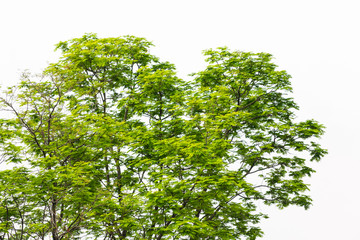 Green leaves on white background