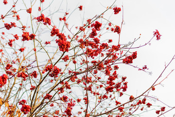 Blurred background, red berries on a branch against the sky. Wallpaper, wall.