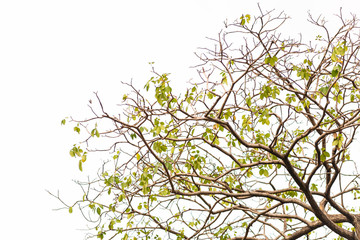 Green leaves on white background