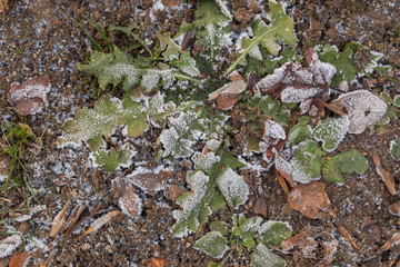 Green leaves under the snow. Frosts, November.