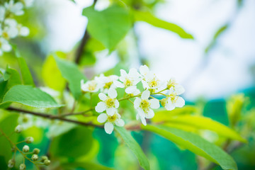 Obraz premium Blooming wild aplle tree in the garden. Selective focus.
