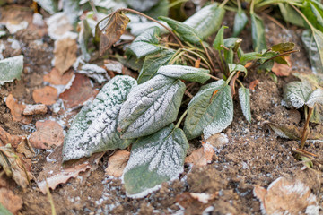 Green leaves under the snow. Frosts, November.