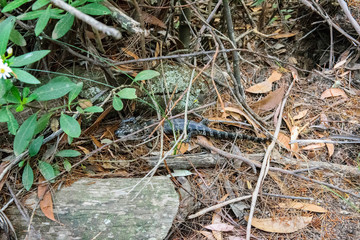 Blue Mountains Lizard