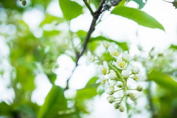 Blooming wild aplle tree in the garden. Selective focus.