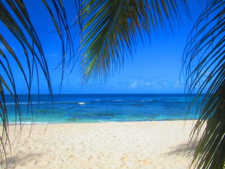 Derrière les palmes, une plage de sable blanc deserte et la mer bleue