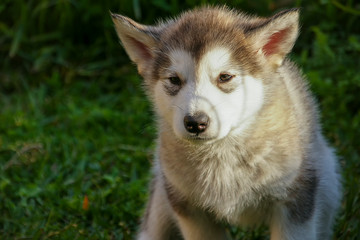 hermoso cachorro de Alaskan malamute