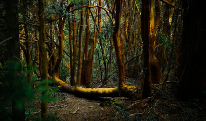 Arayan Forest - Bariloche, Paragonia, Argentina.