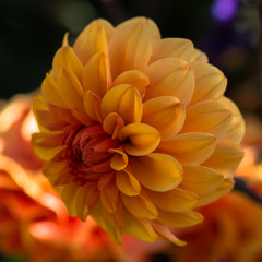 Dahlia