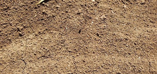 Texturas campo aceitunas