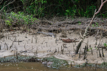 Juvenile saltwater crocodile