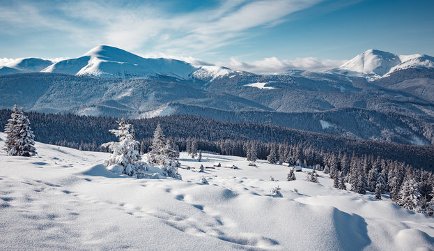 Majestic Carpathian Mountains in winter. Wonderful Wintry Landscape. Awesome alpine Highland at Sunny day. Amazing view on snowcovered mountains and white spruces under Sunlight sparkling in the snow.