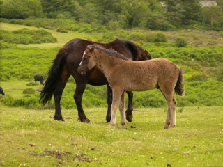 Obraz premium Foal with his mum on a green field