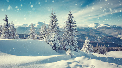 Fototapeta na wymiar Wonderful Winter Landscape. Awesome Alpine Highlands in sunny day. Majestic frosen trees under Sunlight sparkling. Amazing Nature Scenery at Fairytale wintry woodland. Beautiful Natural background