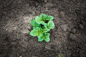 Potato plants on the field. Selective focus.